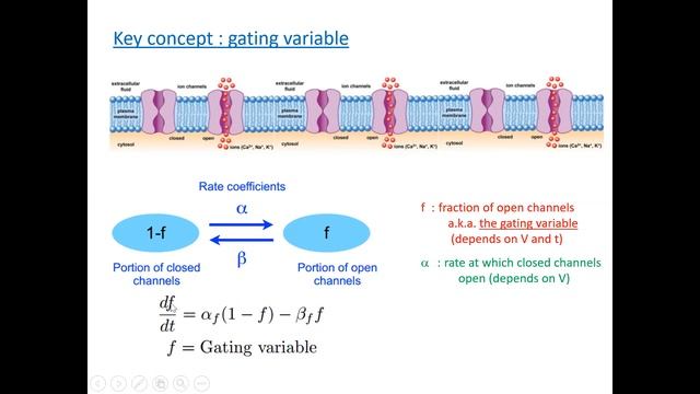 PHYS 410: The Hodgkin-Huxley model смотреть онлайн