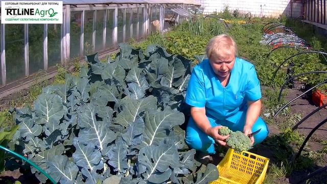? Собираем урожай капусты брокколи. Первый сбор капусты брокколи, что дальше? смотреть онлайн