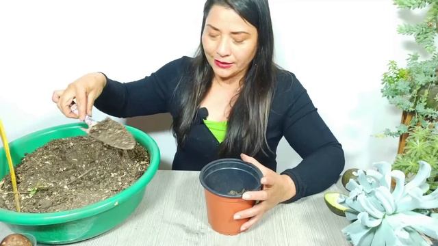 Siembra Aguacate En Casa Y Ten Frutos Rapidos смотреть онлайн
