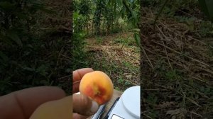 Персик Инка