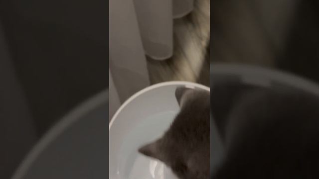 Увлажнитель воздуха XIAOMI Smart Humidifier 2 (MJJSQ05DY) смотреть онлайн