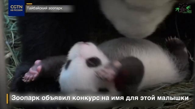 Это первый взгляд на мир новорожденной панды смотреть онлайн