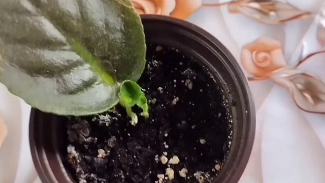 выращивание фиалки из листочка🌺DIY Growing Violets From A Leaf