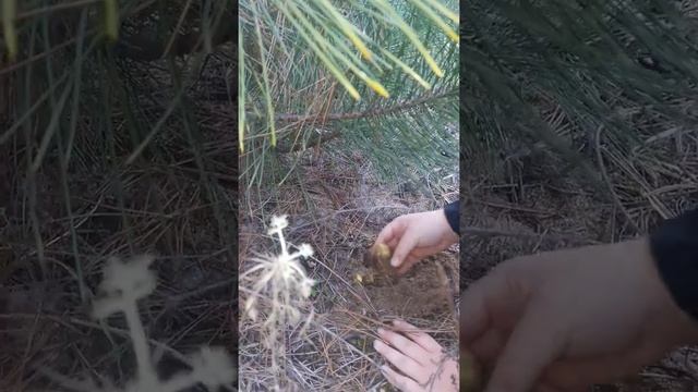 Паша нашел зеленухи смотреть онлайн