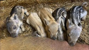 Опорос венгерской мангалицы! 2 свиноматки за один день ! Видеонаблюдение