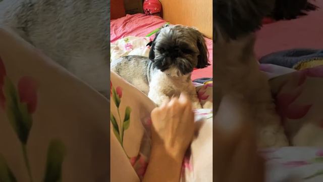 Собака породы Ши-тцу смотреть онлайн