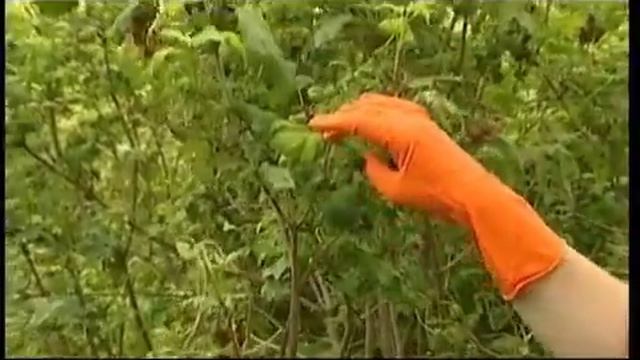 КАЛИНОВЫЙ ЛИСТОЕД! МЕТОДЫ БОРЬБЫ С КАЛИНОВЫМ ЛИСТОЕДОМ! смотреть онлайн