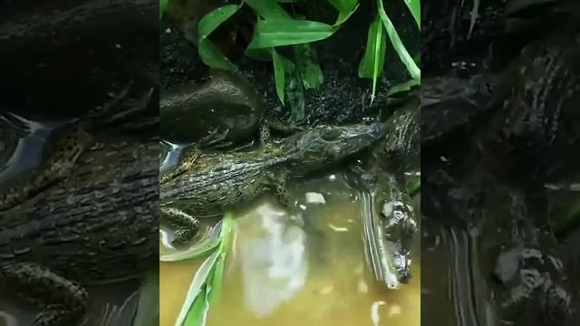 Неожиданные моменты у диких животных.Енот и Оцелот охотятся на Крокодильчиков.