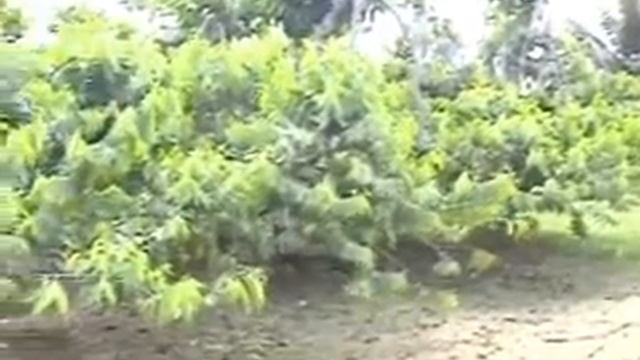 Ylang Ylang Plantation