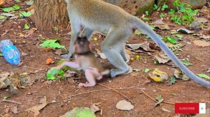 Макаки в природе.