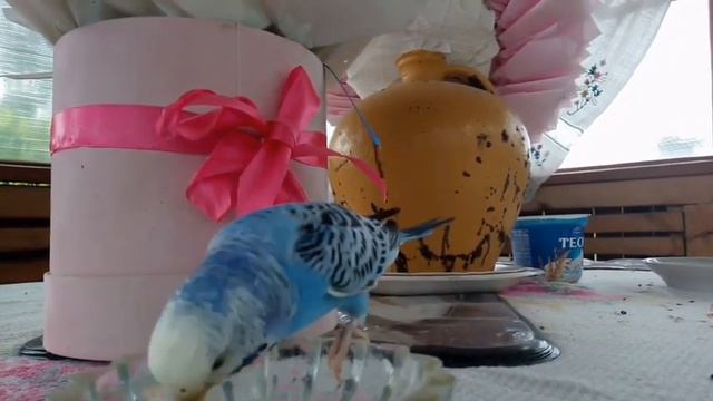 Чей попугай прилетел к жителю Берёзовского района? смотреть онлайн