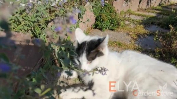 Котовник Фассона Kit Cat