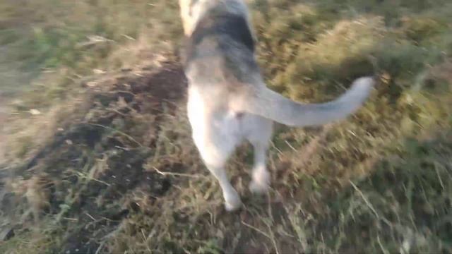 МУХА НА САМОМ ДЕЛЕ НЕ ДОБРАЯ! я врал 1 год что Муха добрая но на самом деле она нападает на собак.