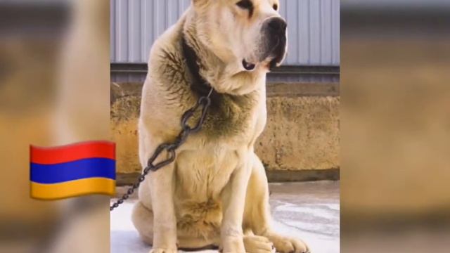 Животные разных странЯ ЖИВУ В ??