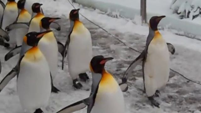 Парад пингвинов смотреть онлайн