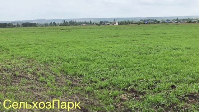 РАЗНОТРАВЬЕ ВСХОДЫ ЗА МЕСЯЦ