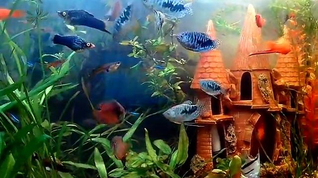 Аквариум 60 литров смотреть онлайн