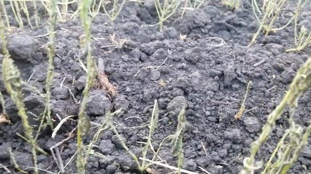 Курганская область уничтожение вс ходов льна гусиницей лугового мотылька смотреть онлайн