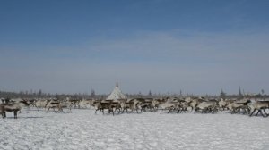 Стадо возле чума кружит...