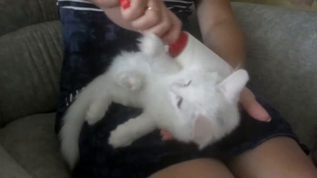 Кошачья шерсть - быстрый способ избавления. смотреть онлайн