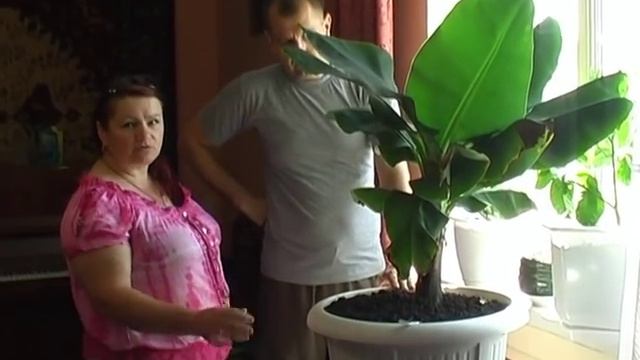 Созревание ананаса и другие :-) смотреть онлайн