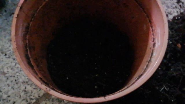 309#. Alocasia Tigrina Suberba- pierwsze objawy przelania. смотреть онлайн