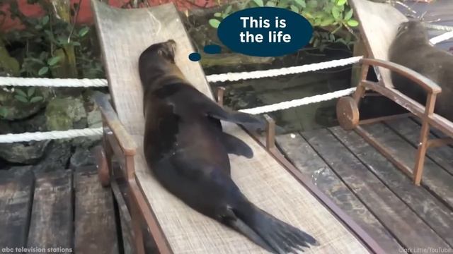 Морские львы нежатся в шезлонгах на Галапагосах смотреть онлайн