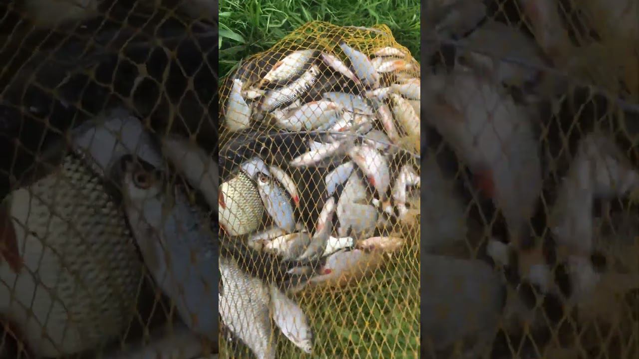 Вся рыба что есть озере смотреть онлайн