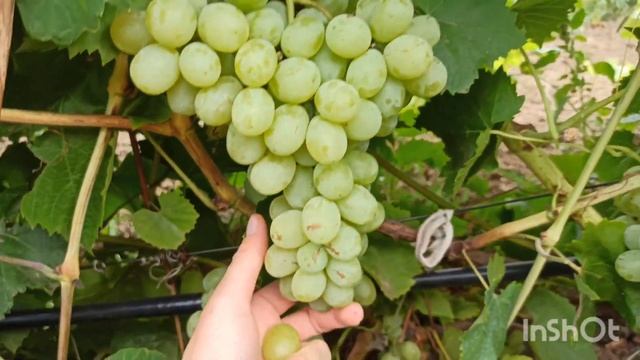 киш-миш РАТАТУЙ смотреть онлайн