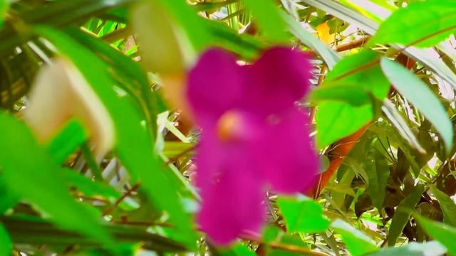 Panasonic HC-V720M Built-in 64GB Memory Manual Focus Test смотреть онлайн