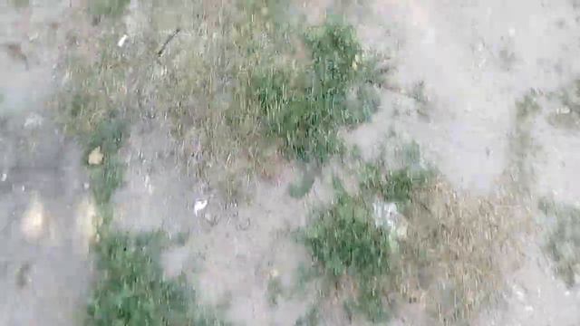 Влог в лесу|Ничего не нашли|Все в крапиве смотреть онлайн