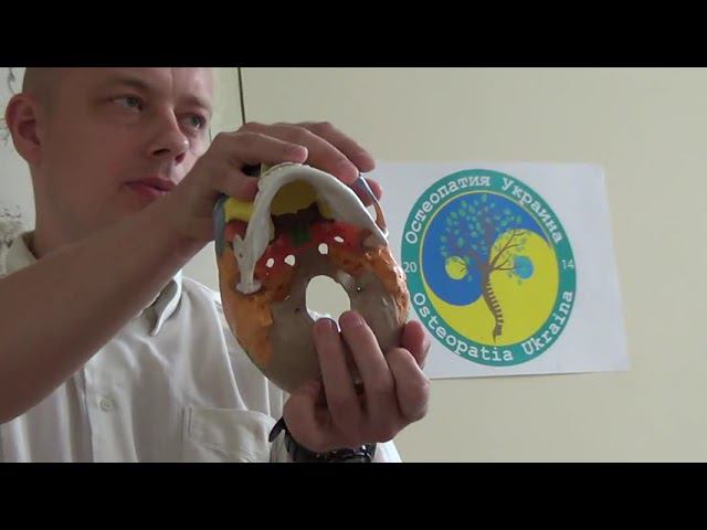 Семинар Краниосакральная терапия 2 КСТ2_036 смотреть онлайн