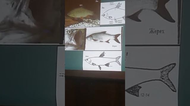 Виды рыб. Ихтиология смотреть онлайн