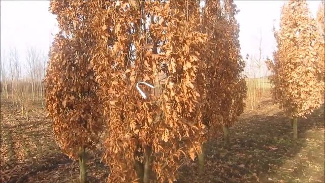 quercus robur fastigiata смотреть онлайн
