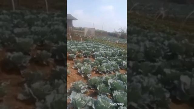 MA IROH , NEPAK JIDAD ISUK KUDU AYA DUIT.BANG EMOK ATAW BANK KELILING BIKIN PUSING смотреть онлайн