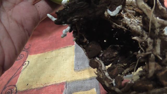 Жизненный цикл веламена орхидей с толстыми корнями смотреть онлайн