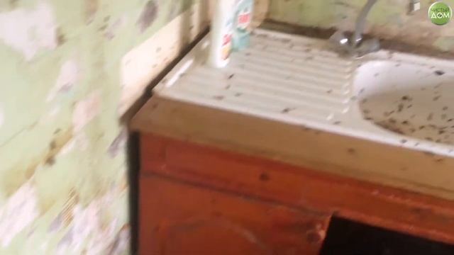 Тараканы на кухне очень много смотреть онлайн