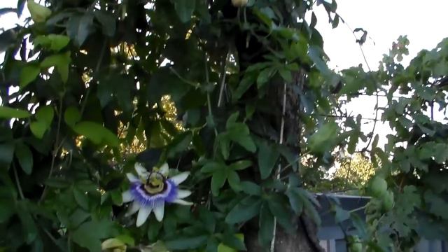 Виноградник Осень Работы смотреть онлайн