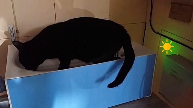 Автоматический кошачий туалет. Работа датчика обнаружения. смотреть онлайн