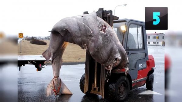 Top 10 Most Disgusting Foods People Actually Eat