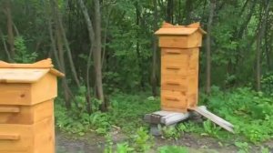 Пчеловодство для новичков. Ульи Варре