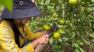 Poor girl cooks and paints. Harvesting sweet tangerines to sell