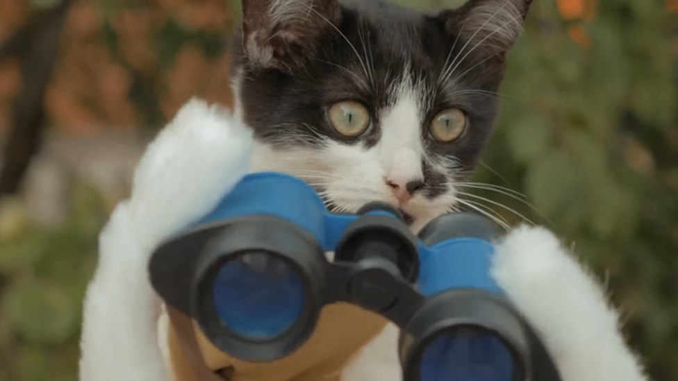 Коты против зомби смотреть онлайн