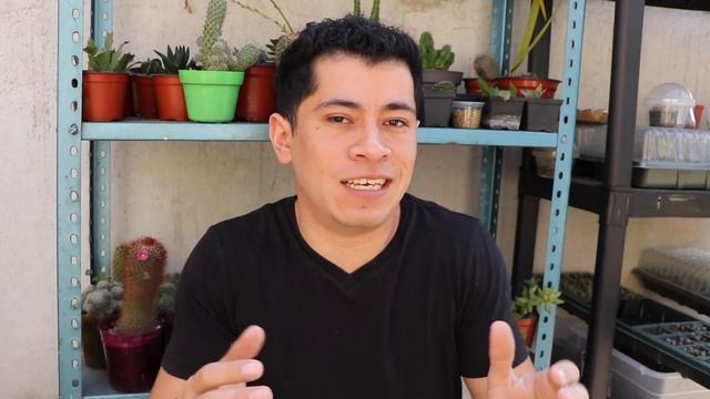 COMPRE UNA SUCULENTA RIDÍCULAMENTE CARA || ECHEVERIA CANTE смотреть онлайн