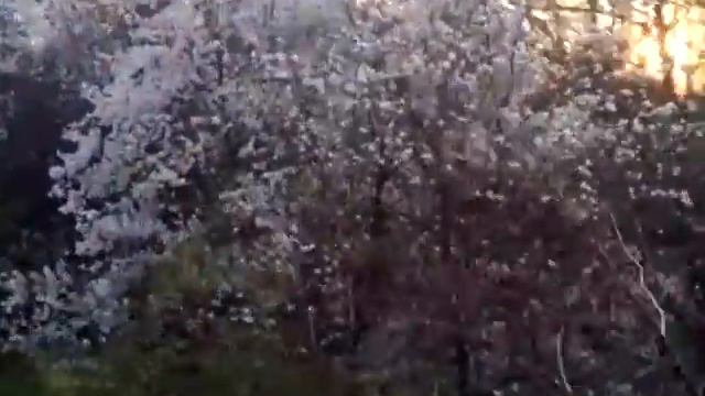 Ботанічний сад ім. Фоміна 05 квітня 2017 р. Цвітіння магнолії, форзіциї, рододендрона. смотреть онлайн