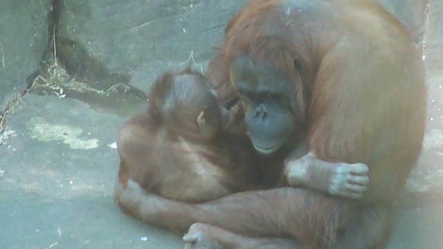 Орангутан - Orangutan