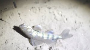 Рыбалка в Астраханской области в начале весны. село Болхуны. 1 часть