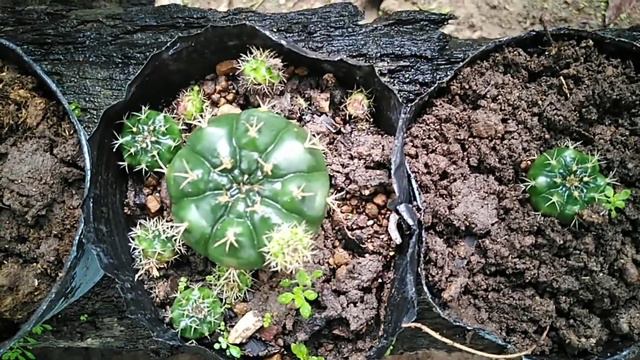 My Cactus Collection