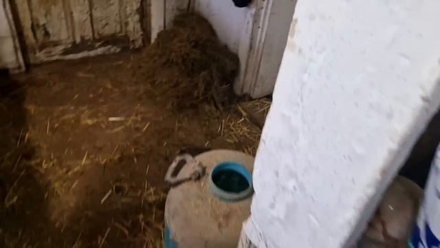 как себя чувствуют поросята? и как себя ведут свиноматки? смотреть онлайн