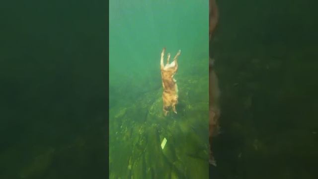 Настоящий друг человека